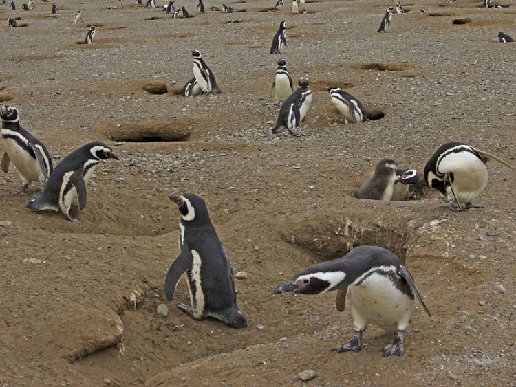 Չիլիի լողափում 100-ից ավելի սատկած պինգվիններ են հայտնաբերել