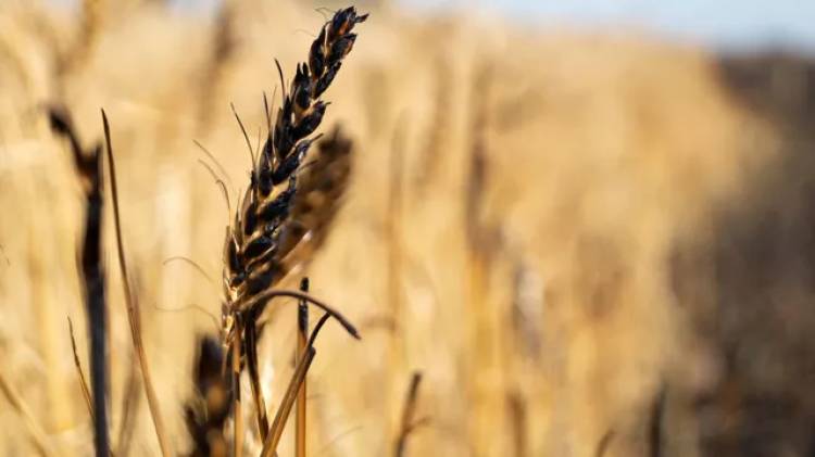 В Херсоне сообщили о поджогах полей с пшеницей со стороны Украины