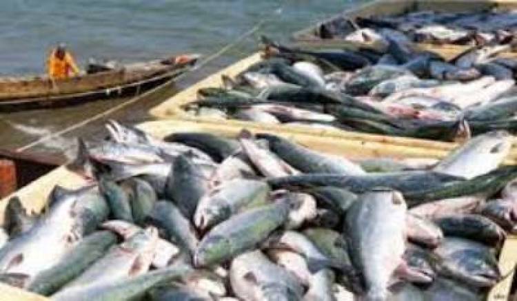 Սևանում սիգի արդյունագործական որսի չափաքանակը ավելացվել է ևս 300 տոննայով