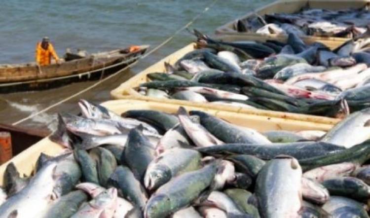 Սևանա լճից սիգի որսն արգելվում է մինչև հունվարի 20-ը