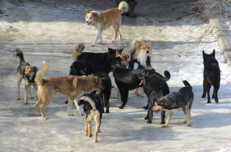 Կրասնոյարսկի երկրամասում շների ոհմակը հարձակվել է 11-ամյա աղջկա վրա