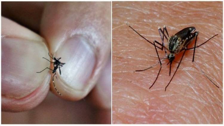 Սխտորը կարող է քողարկել, քաղցր և աղի մթերքները՝ գրավել. ինչո՞ւ են մոծակները որոշ մարդկանց կծում, իսկ որոշներին ոչ