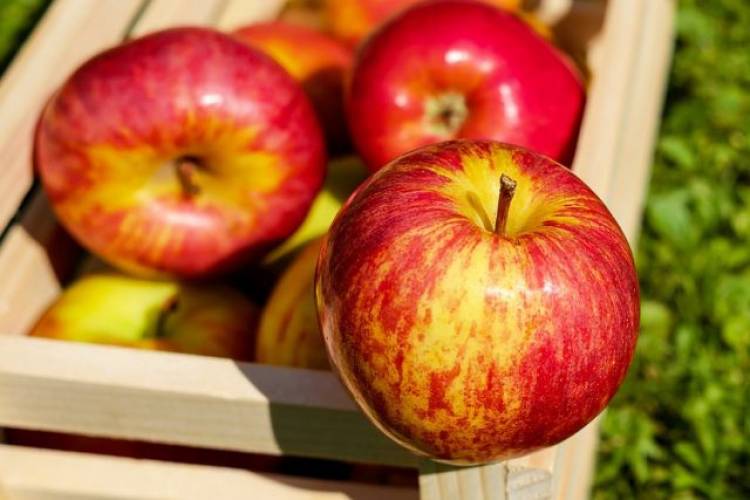 Քաղցկեղի բջիջների աճի ռիսկը կրճատվում է 10%-ով. բացահայտվել են խնձորի զարմանալի բուժիչ հատկություններ