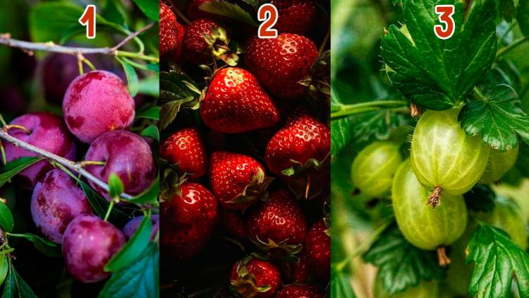 Բուժում անգին հատապտուղների միջոցով. ընտրեք նկարում պատկերված հատապտուղը և իմացեք