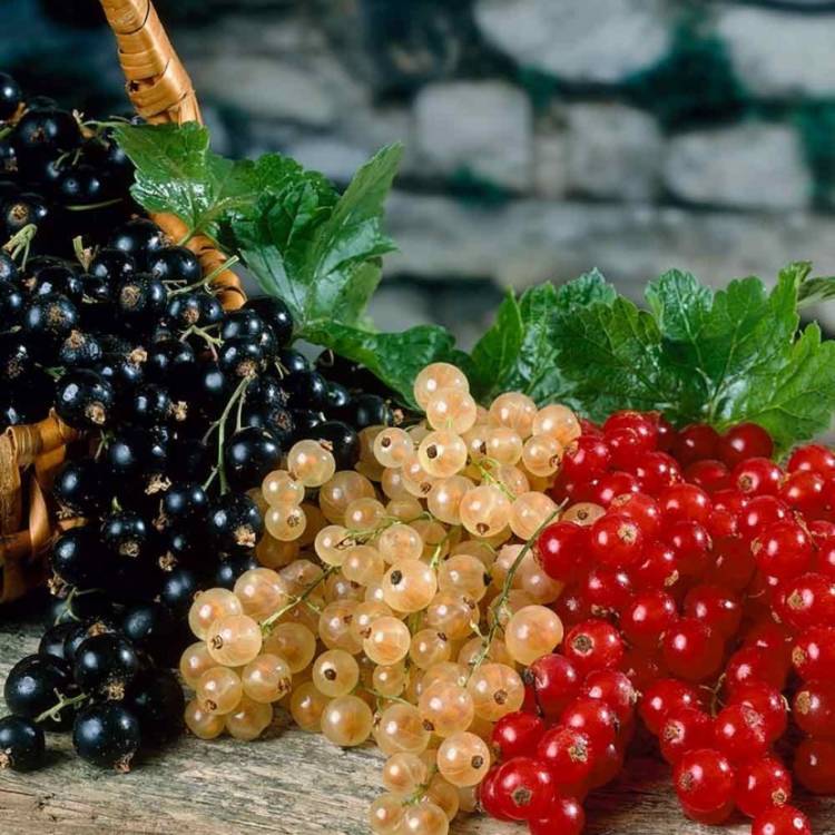 Սև, կարմիր, սպիտակ. ո՞ր հաղարջն է ավելի առողջարար