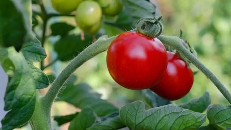 Ով չպետք է լոլիկ ուտի. սննդաբանը զգուշացնում է