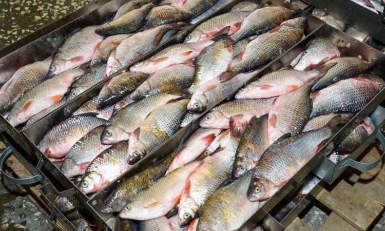 ԵՄ երկրներ ձուկ և ձկնամթերք արտահանելու նպատակով կկատարվեն օրենսդրական փոփոխություններ. «Փաստ»