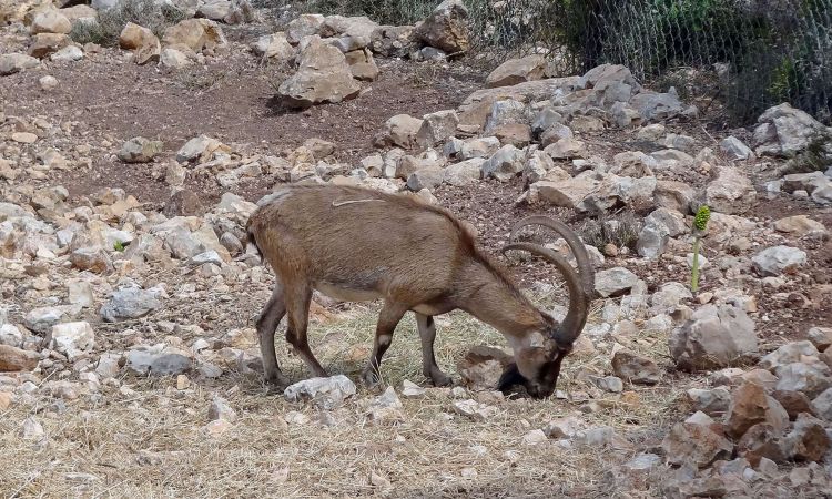 Կարմիր գրքում գրանցված բեզոարյան այծ ապօրինի որսալու դեպքի առթիվ նախաձեռնված քրեական վարույթի նախաքննությունն ավարտվել է