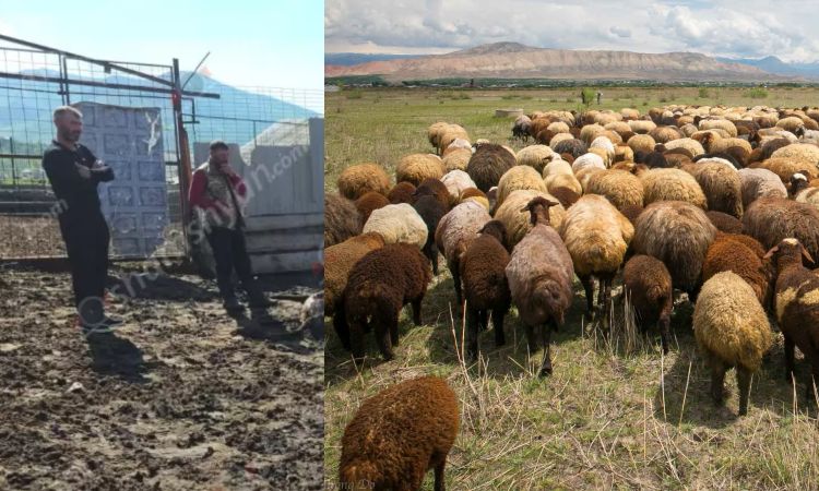 Ծաղկունքում գայլերի hարձակման հետևանքով 300-ից ավելի ոչխարներ ու գառներ են uատկել